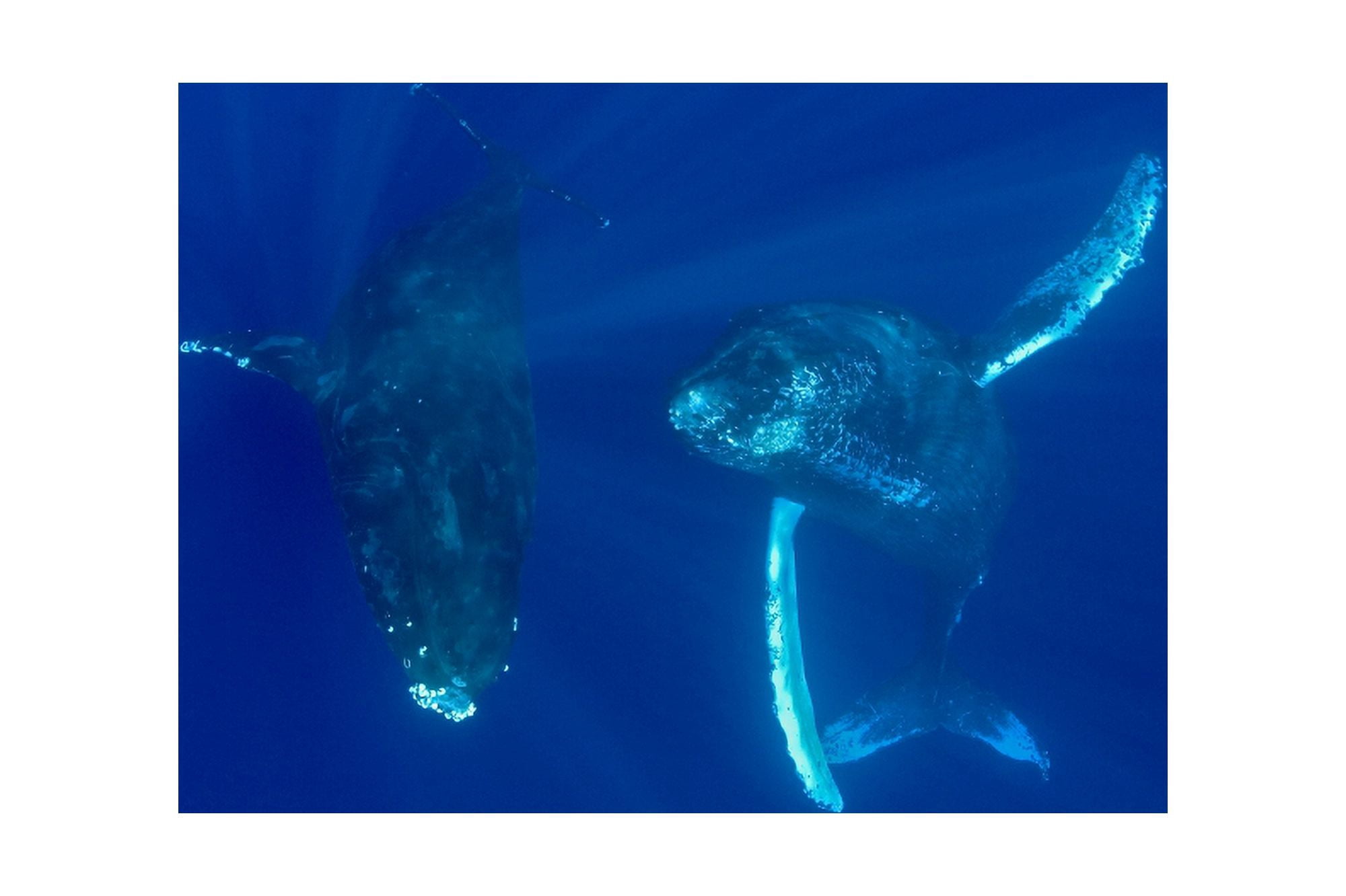 Hawaii Two Humpback Whales (Megaptera Novaeangliae) Swimming In Deep Blue Ocean Canvas Art - Dave Fleetham Design Pics (18 x 12)