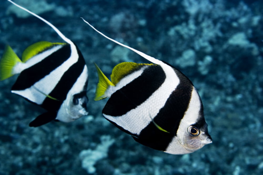 Hawaii Two Pennant Bannerfish (Heniochus Chrysostomus) Gliding Through Water Together Canvas Art - Dave Fleetham Design Pics (17 x 11)