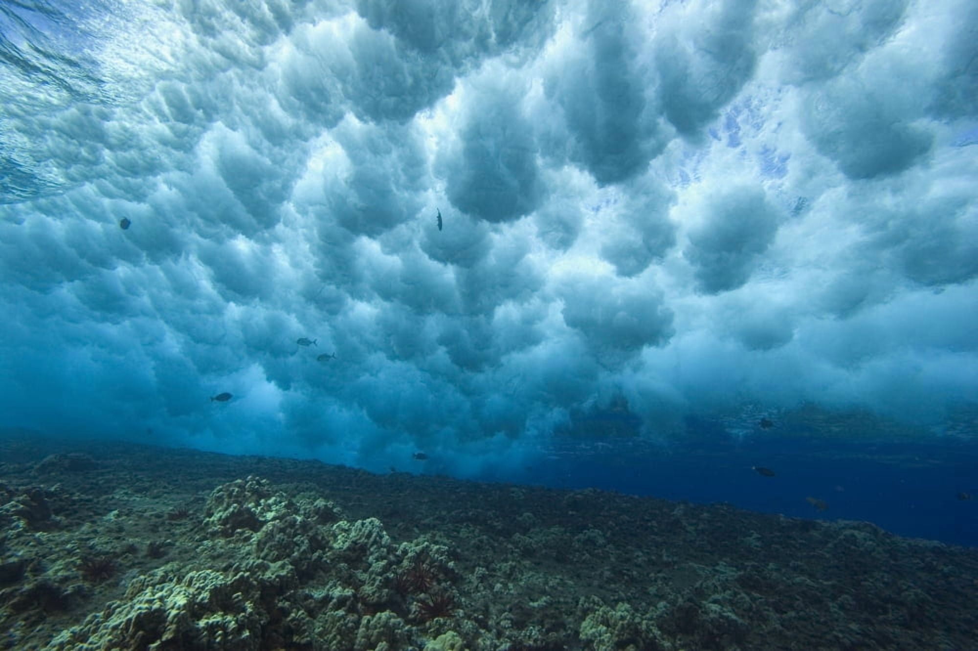 Hawaii Underwater View Of Wave Breaking Over Shallow Reef Canvas Art - Dave Fleetham Design Pics (17 x 11)