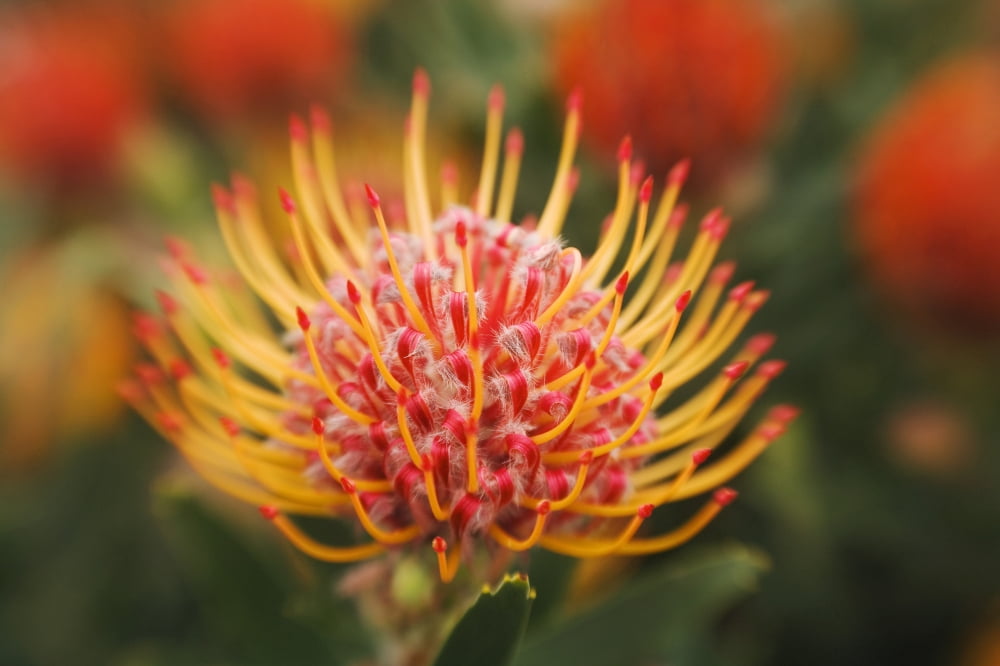 Hawaii Upcountry Maui Close-Up Of Orange Pin Cushion Protea Canvas Art - Ron Dahlquist Design Pics (17 x 11)