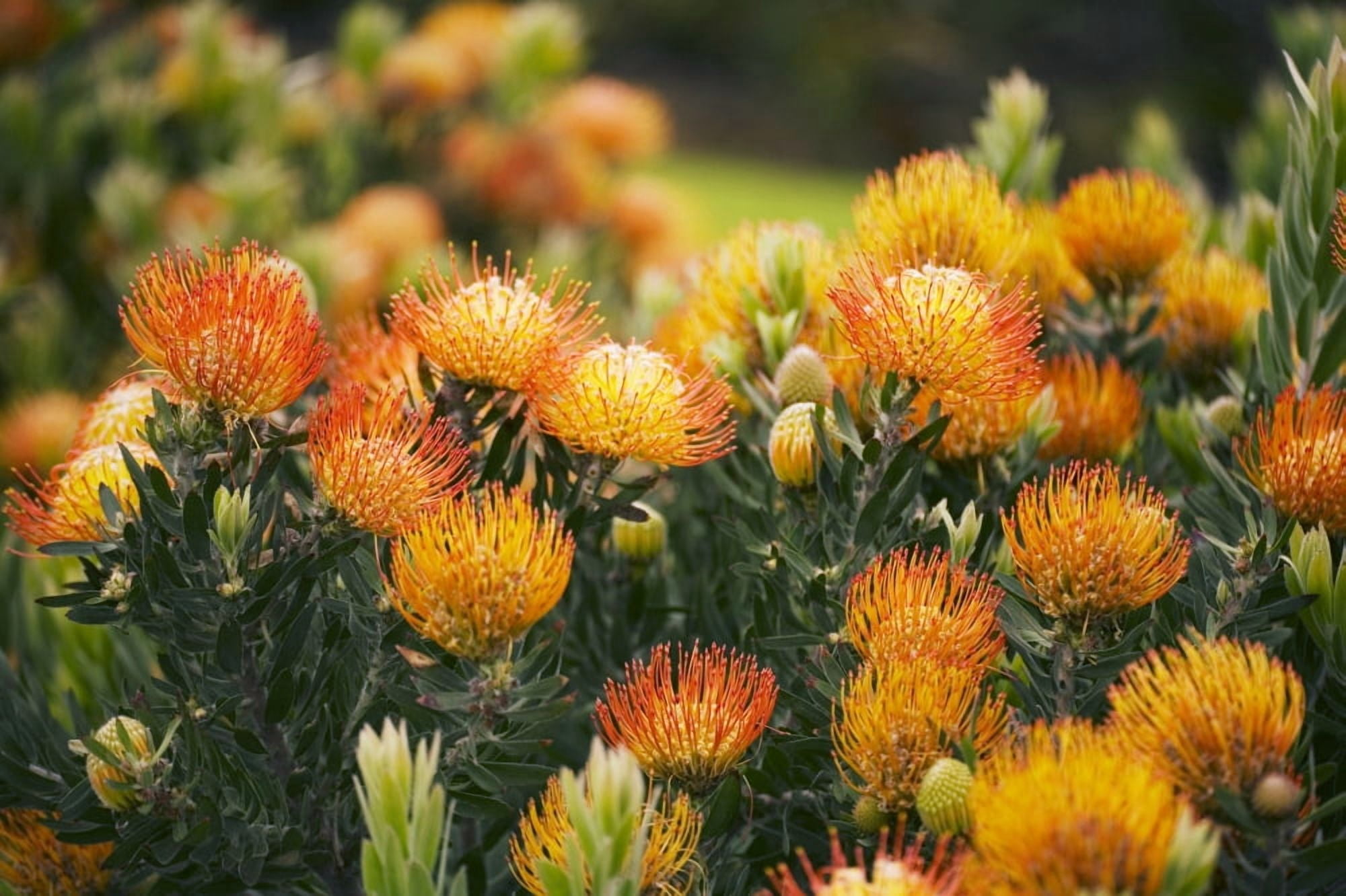 Hawaii Upcountry Maui Orange Pin Cushion Protea Blossoms On Bush Canvas Art - Ron Dahlquist Design Pics (17 x 11)