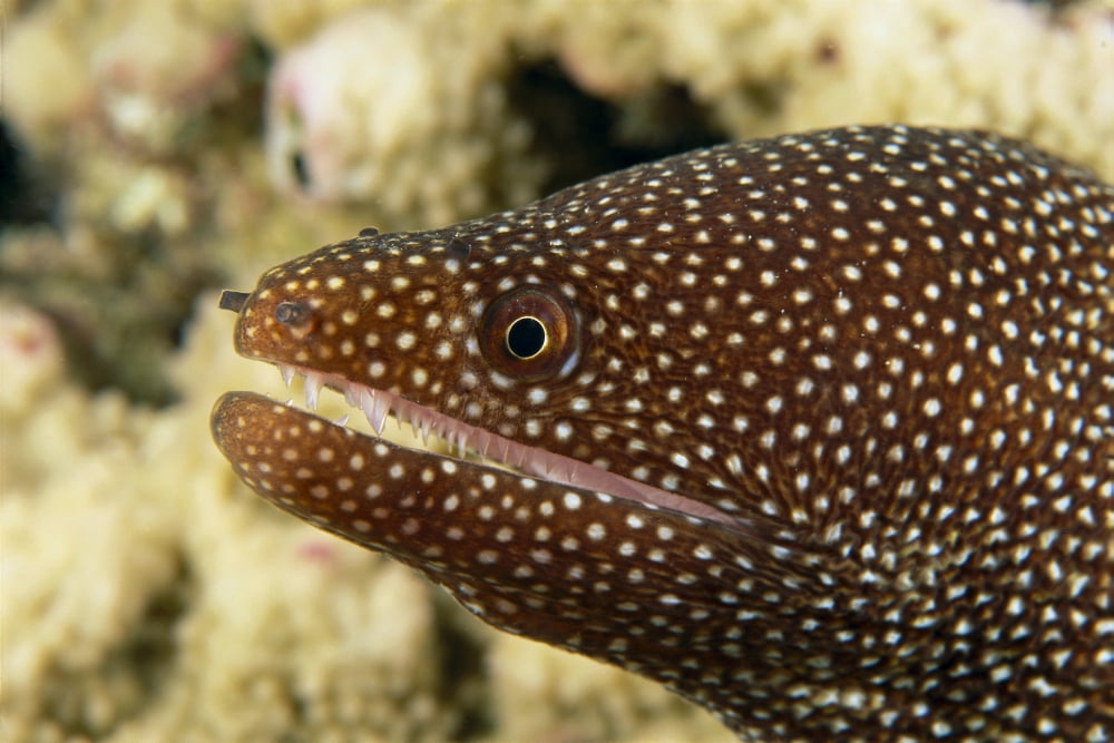 Hawaii Very Close-Up Image Of The Side Of A Whitemouth Moral Eels Mouth (Gymnothorax Meleagris) Canvas Art - Dave Fleetham Design Pics (38 x 24)