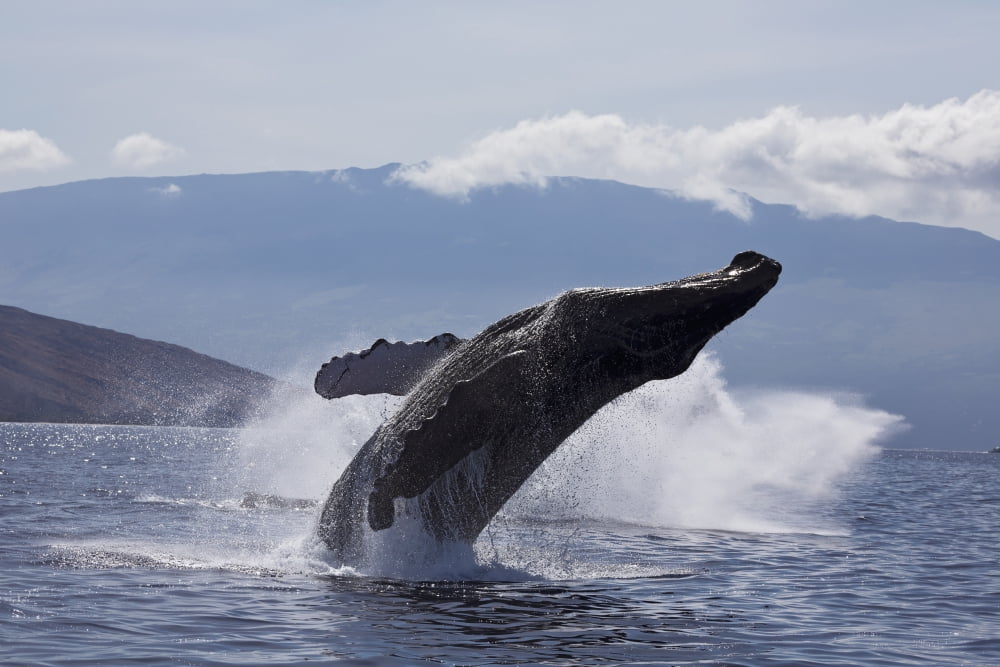 Hawaii West Maui A Humpback Whale (Megaptera Novaeangliae) breaches Propelling its body from the ocean Canvas Art - Dave Fleetham Design Pics (19 x 12)