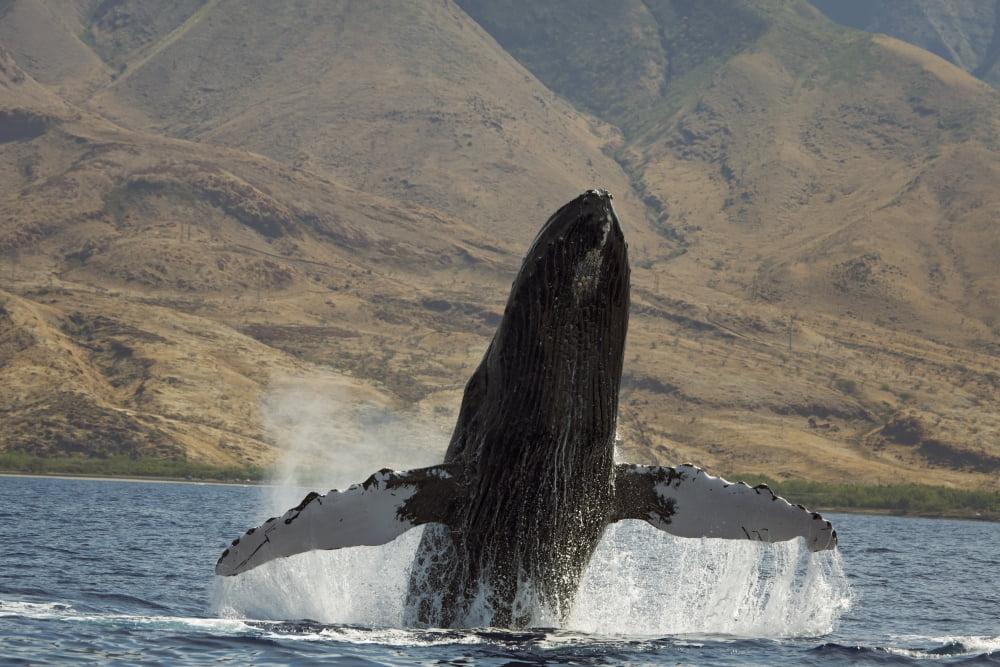 Hawaii West Maui A Humpback Whale (Megaptera Novaeangliae) breaches Propelling its body from the ocean Canvas Art - Dave Fleetham Design Pics (38 x 24)