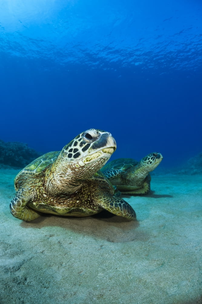 Hawaii West Maui Pair of Green Sea Turtles (Chelonia Mydas) on the ocean floor Canvas Art - Dave Fleetham Design Pics (24 x 36)