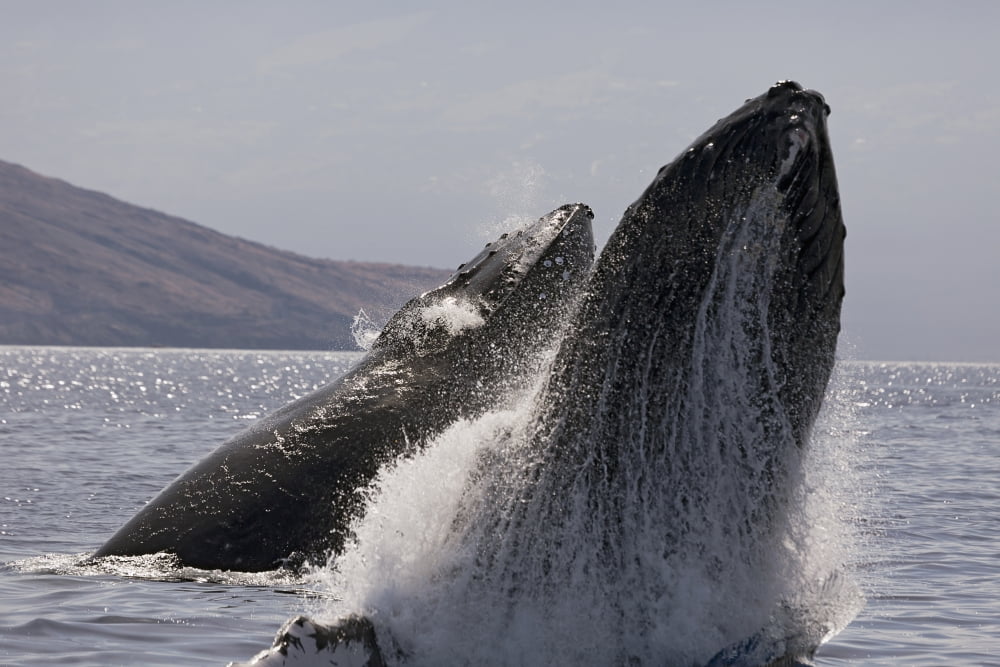 Hawaii West Maui Two Humpback Whales (Megaptera Novaeangliae) breaches Propelling their bodies from the ocean Canvas Art - Dave Fleetham Design Pics (38 x 24)