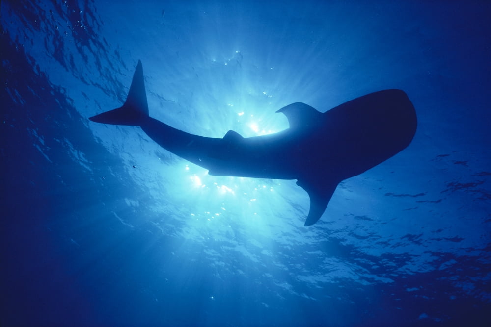 Hawaii Whale Shark Backlit By Sunburst (Rhincodon Typus) Silhouette Canvas Art - Ed Robinson Design Pics (19 x 12)