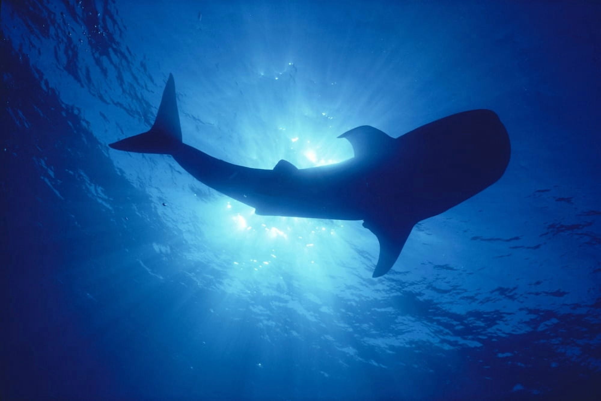 Hawaii Whale Shark Backlit By Sunburst (Rhincodon Typus) Silhouette Canvas Art - Ed Robinson Design Pics (38 x 24)