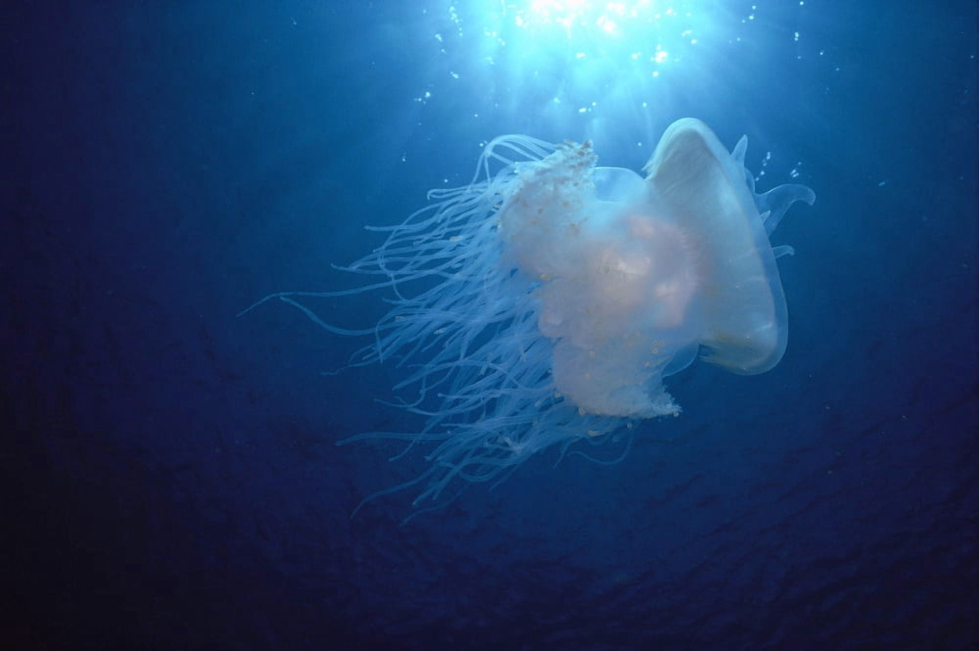 Hawaii White Jellyfish Midwater In Blue Ocean Backlit By Sunburst A88C Canvas Art - Dave Fleetham Design Pics (38 x 24)