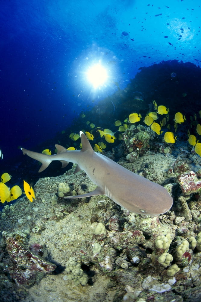 Hawaii Whitetip Reef Shark (Triaenodon Obesus) Over Reef Butterflyfish Sunburst A78F Canvas Art - Dave Fleetham Design Pics (12 x 19)