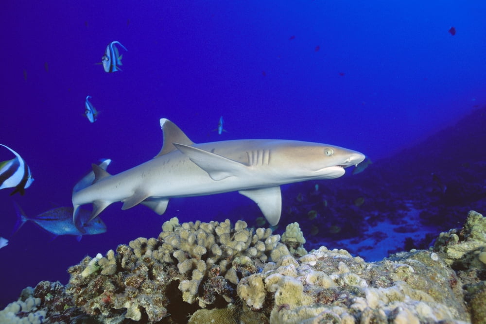Hawaii Whitetip Reef Shark (Triaenodon Obesus) Side View Of Shark Canvas Art - Dave Fleetham Design Pics (19 x 12)