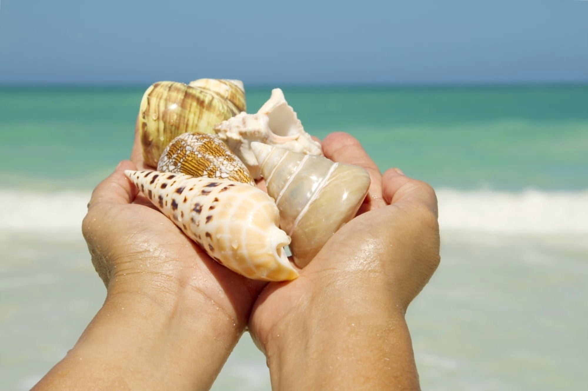 Hawaii Womans Hands Holding Seashells Ocean In Background Canvas Art - Sri Rusden Design Pics (34 x 22)
