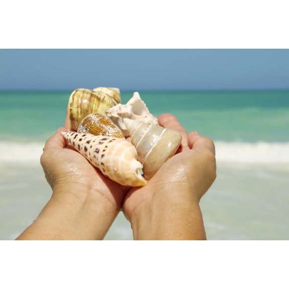 Hawaii Womans Hands Holding Seashells Ocean In Background Canvas Art - Sri Rusden Design Pics (34 x 22)