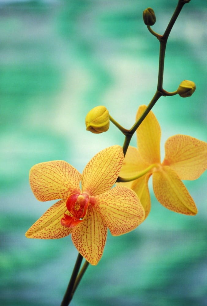 Hawaii Yellow Dendrobium With Orange Speckles Orchid Flower On Plant Canvas Art - Allan Seiden Design Pics (11 x 17)