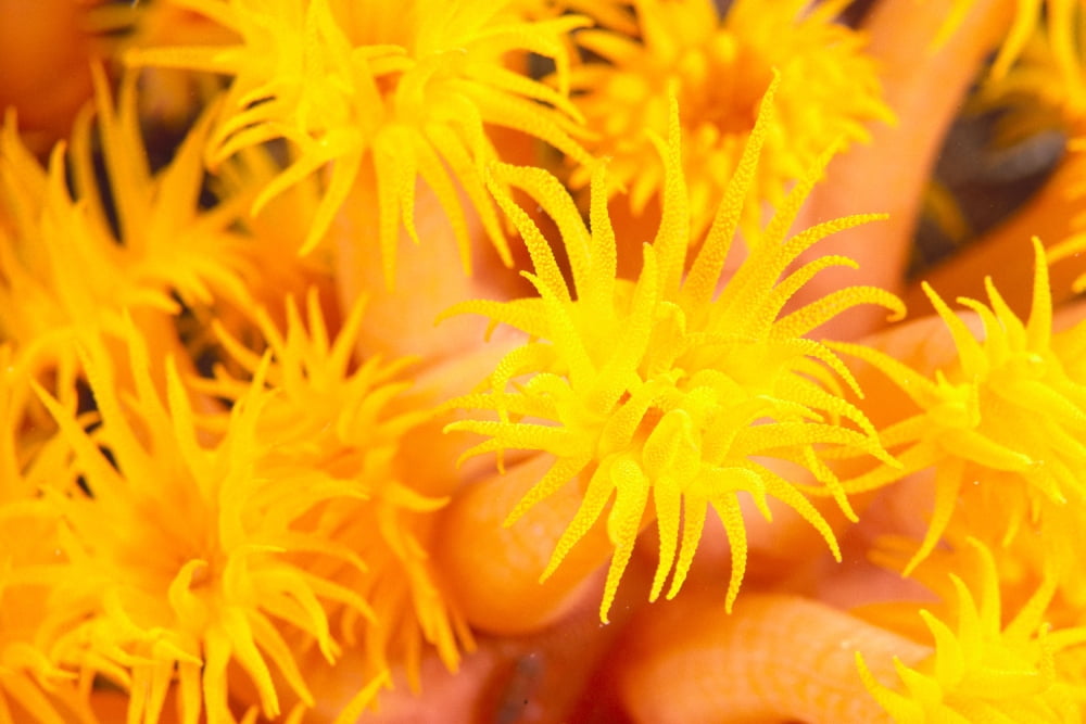 Hawaii Yellow Soft Coral Cup Coral Close-Up Detail Canvas Art - Dave Fleetham Design Pics (19 x 12)