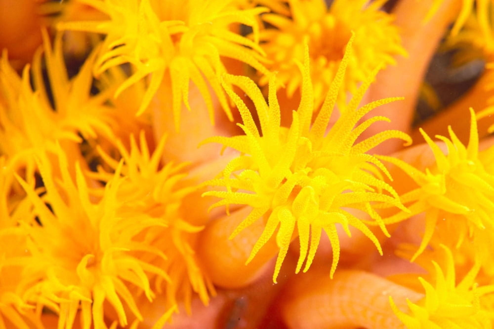 Hawaii Yellow Soft Coral Cup Coral Close-Up Detail Canvas Art - Dave Fleetham Design Pics (38 x 24)