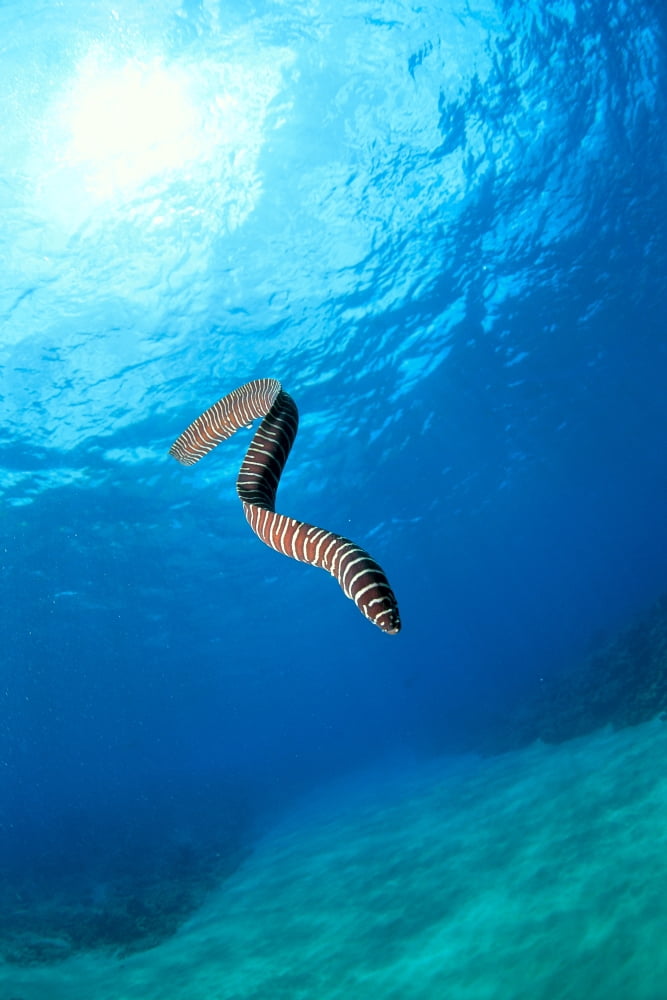 Hawaii Zebra Moral Eel (Gymnomuraena Zebra) Swims Midwater With Sunburst Canvas Art - Ed Robinson Design Pics (12 x 19)