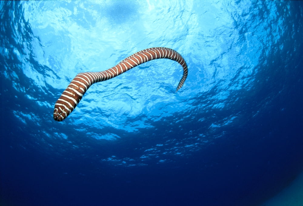 Hawaii Zebra Moral Eel Swims Through Clear Blue Water With Sunburst Full Body Shot (Gymnomuraena Zebra) Canvas Art - Ed Robinson Design Pics (18 x 12)