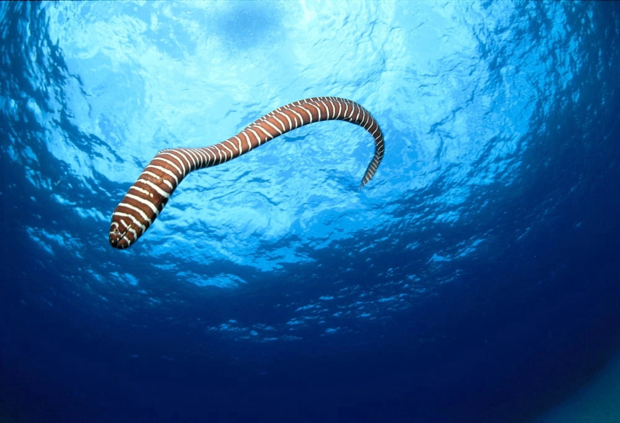 Hawaii Zebra Moral Eel Swims Through Clear Blue Water With Sunburst Full Body Shot (Gymnomuraena Zebra) Canvas Art - Ed Robinson Design Pics (36 x 24)
