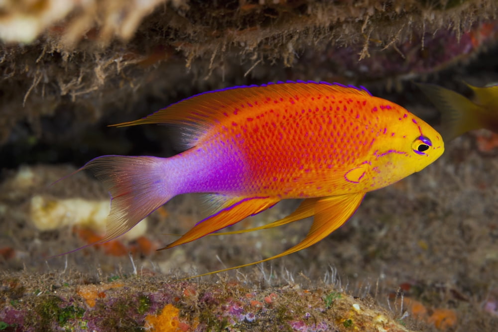 Hawaii a male Hawaiian longfin anthias (Pseudanthias hawaiiensis) swimming on the ocean floor Canvas Art - Dave Fleetham Design Pics (19 x 12)