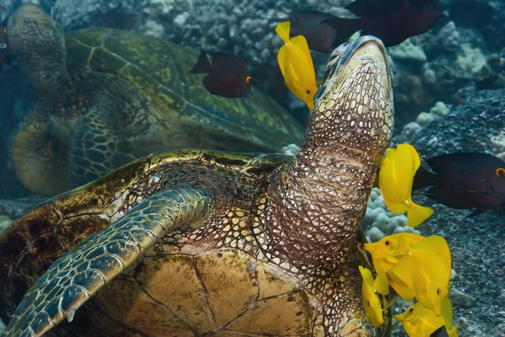 Hawaii A green sea turtle (Chelonia mydas) being cleaned by yellow tangs (Zebrasoma flavescens) and goldring tangs (Ctenochaetus strigosus) Canvas Art - Dave Fleetham Design Pics (18 x 12)