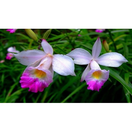 Hawaiian Bamboo Orchid Live Roots 1 Pack 2 Shoots. Partial Shade #zc50
