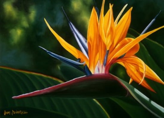 Hawaiian Bird Canvas Art - Jenny Stewart (24 x 18)