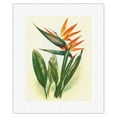 thumbnail image 1 of Hawaiian Bird of Paradise - Vintage Hawaiian Airbrush Art by Ted Mundorff c.1940s - Fine Art Rolled Canvas Print (Unframed) 11in x 14in, 1 of 4