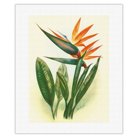 Hawaiian Bird of Paradise - Vintage Hawaiian Airbrush Art by Ted Mundorff c.1940s - Fine Art Rolled Canvas Print (Unframed) 16in x 20in