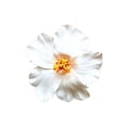 thumbnail image 1 of Hawaiian Flower Hair Clip For Women And Girls Ideal For Wedding And Luau Events Artificial Foam Flower Design, 1 of 8