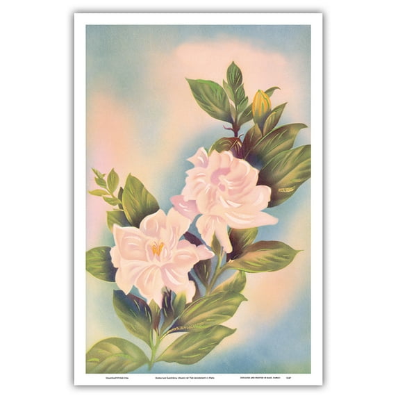 Hawaiian Gardenia (Nanu) - Vintage Hawaiian Airbrush Art by Ted Mundorff c.1940s - Master Art Print (Unframed) 12in x 18in