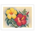 thumbnail image 1 of Hawaiian Hibiscus - Hawai’i State Flower - Vintage Hawaiian Airbrush Art by Eve Hawaii c.1940s - Bamboo Fine Art 290gsm Paper (Unframed) 17x22in, 1 of 4