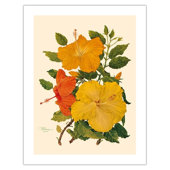 Hawaiian Hibiscus - Honolulu Hawaii USA - Vintage Botanical Illustration by Dorothy Falcon Platt c.1950 - Bamboo Fine Art 290gsm Paper (Unframed) 17x22in