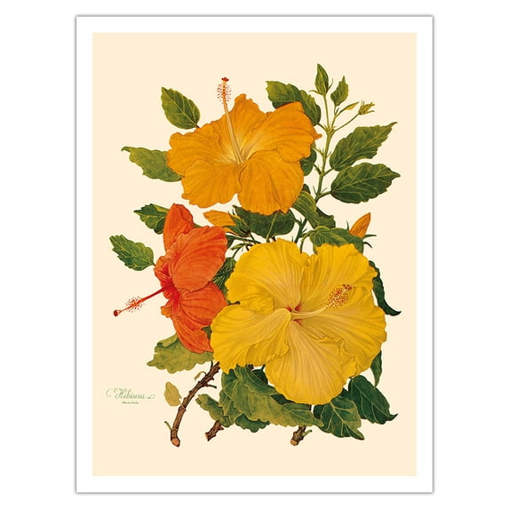 Hawaiian Hibiscus - Honolulu Hawaii USA - Vintage Botanical Illustration by Dorothy Falcon Platt c.1950 - Fine Art Matte Paper Print (Unframed) 24x32in