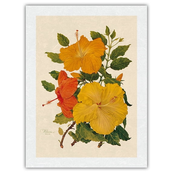 Hawaiian Hibiscus - Honolulu Hawaii USA - Vintage Botanical Illustration by Dorothy Falcon Platt c.1950 - Japanese Unryu Rice Paper Art Print 24 x 32 in