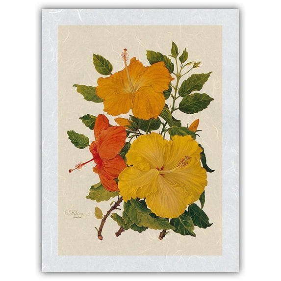 Hawaiian Hibiscus - Honolulu Hawaii USA - Vintage Botanical Illustration by Dorothy Falcon Platt c.1950 - Japanese Unryu Rice Paper Art Print (Unframed) 12 x 16 in