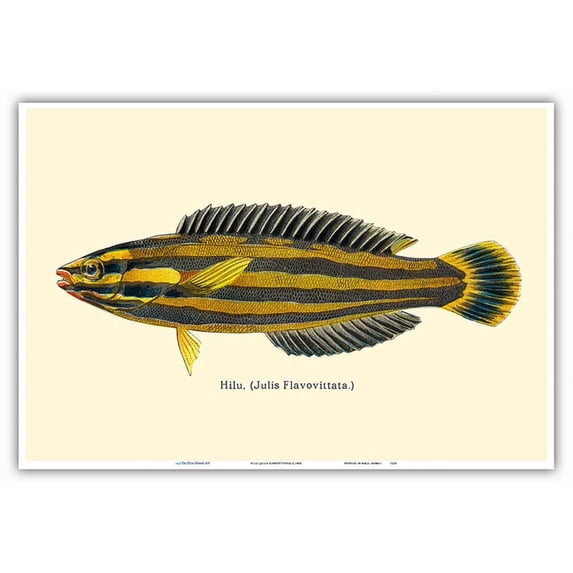 Hawaiian Hilu - Yellowstripe Coris (Julis Flavovittata) - Fishes of Hawaii - Vintage Color Postcard c.1905 - Master Art Print (Unframed) 13in x 19in