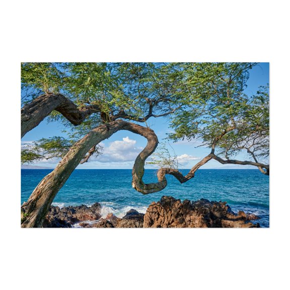 Hawaiian Koa Tree - Photography Nature Seascape Coast Ocean Tropical Landscape Botanical Unframed Wall Art Print 32 x 48 inches