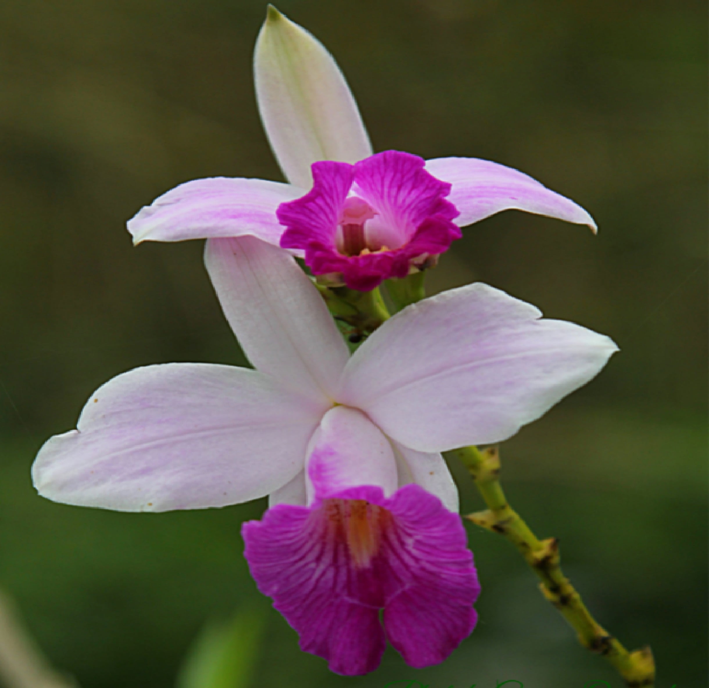 Hawaiian-Live-Pink-Bamboo-