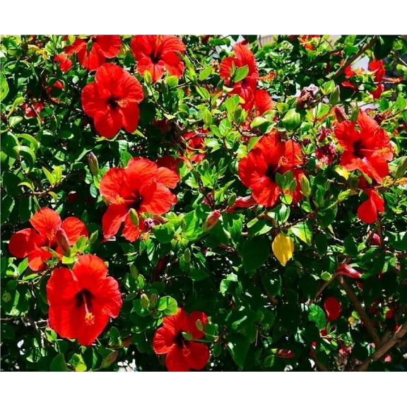 Red Hibiscus Live Plants, Tropical Plant 2 " Cutting Full Sun, Perennial