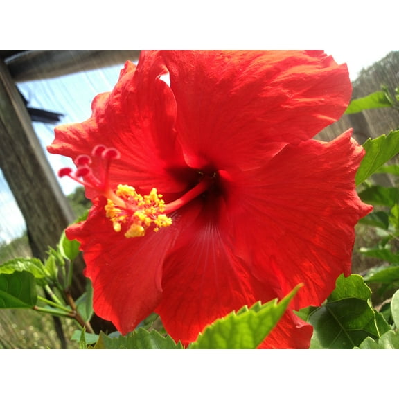 Hawaiian Live Red Hibiscus Plant Cutting 4 Pk (1 per Pk) Full Sun