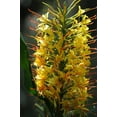 thumbnail image 1 of Hawaiian Live Yellow Kahili Ginger Plant Bulb 1 Pk Parital Shade, 1 of 6