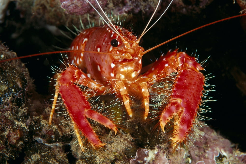 Hawaiian Lobster Front View (Enoplometopus Occidentalis) A89G Canvas Art - Dave Fleetham Design Pics (19 x 12)