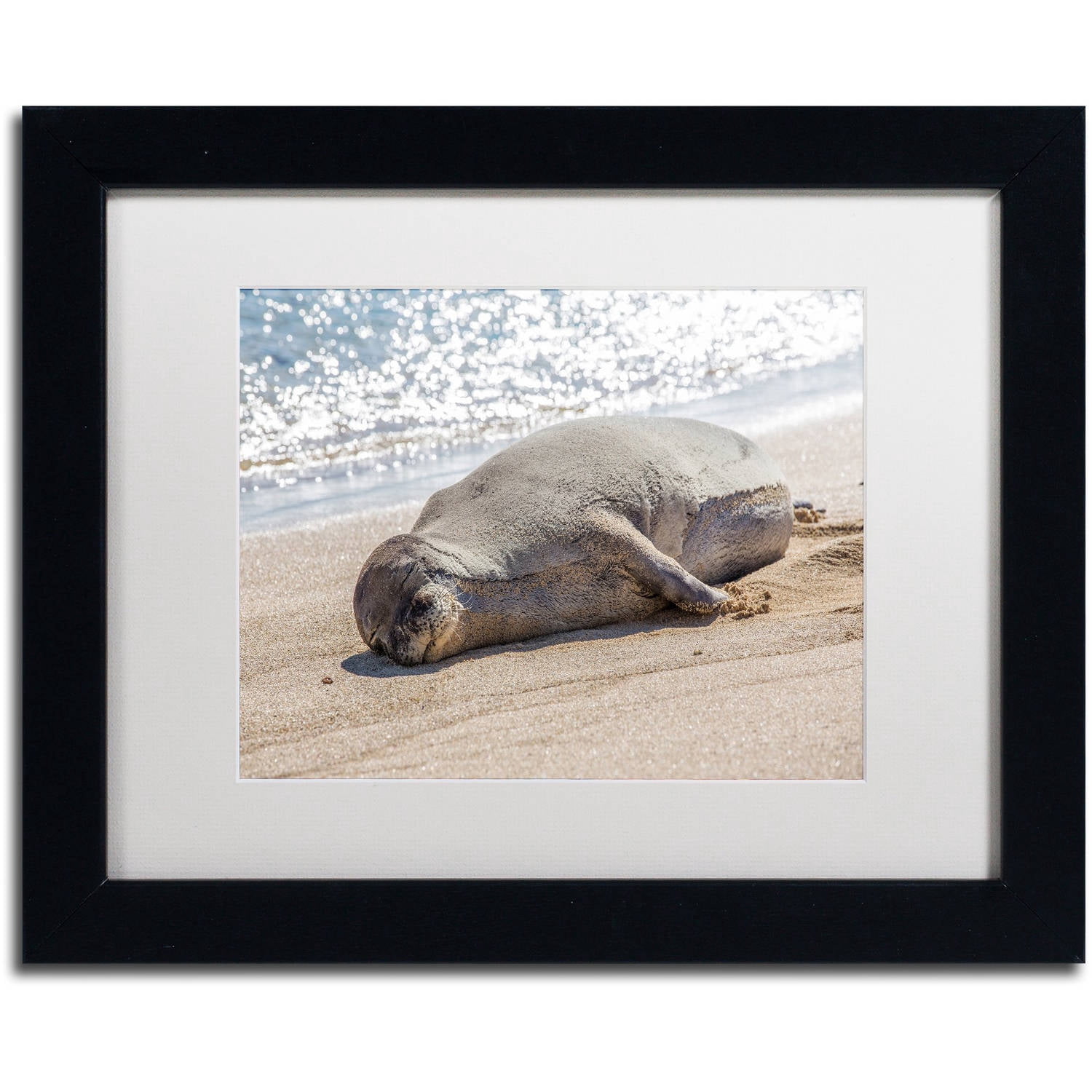 Hawaiian Monk Seal' Canvas Art by Pierre Leclerc, White Matte, Black Frame