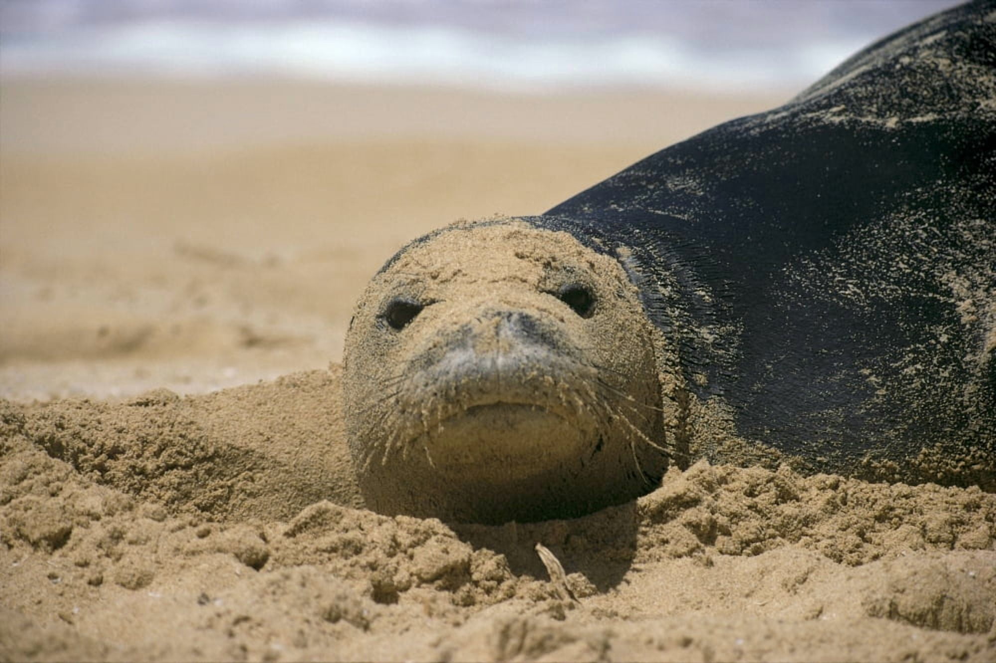 Hawaiian Monk Seal (Monachus Schauinslandi) On Beach With Sand On Face A96G Canvas Art - Dave Fleetham Design Pics (38 x 24)