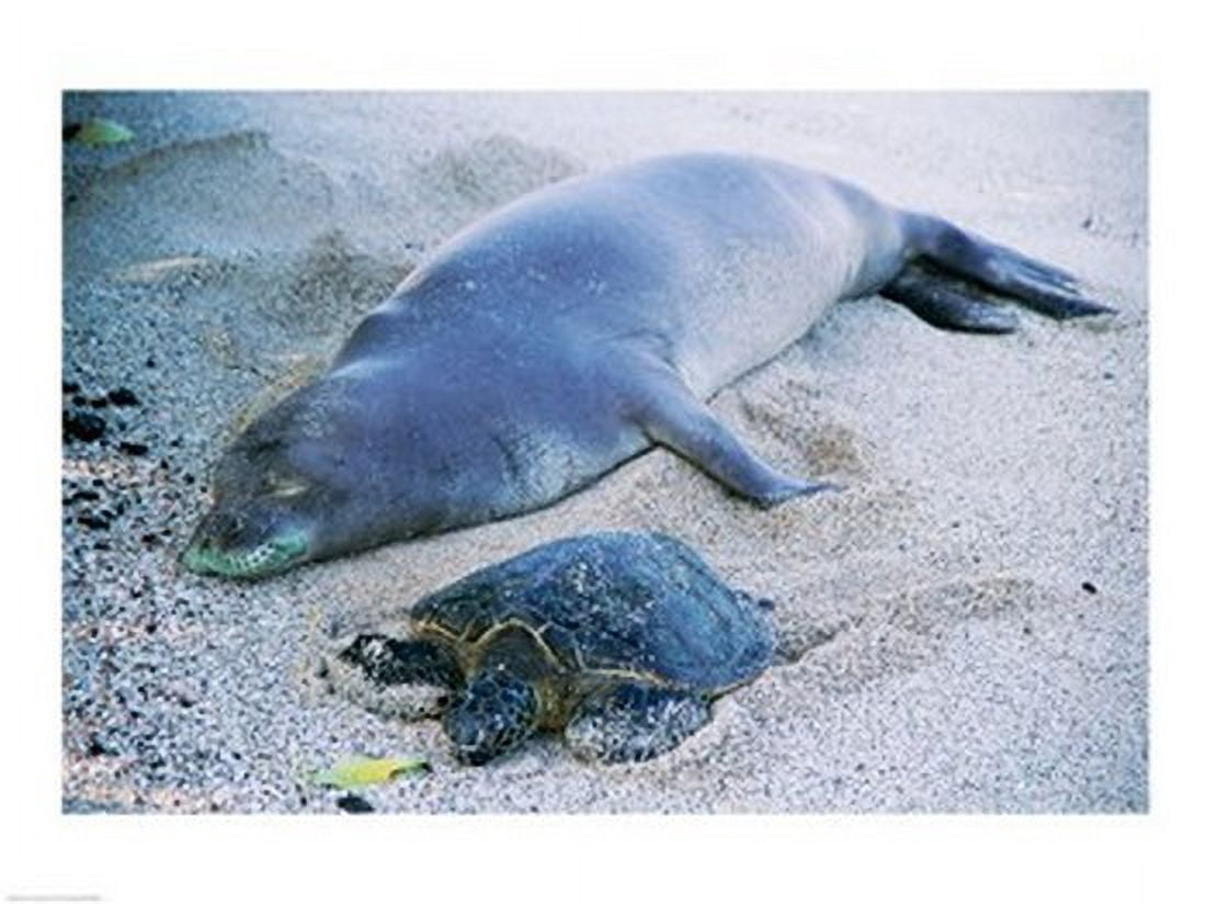 Hawaiian Monk Seal with Green Turtle relaxing on the sand Canvas Art - (24 x 18)