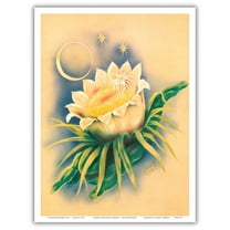 Hawaiian Night Blooming Cereus (Panini o Kapunahou) - Honolulu Queen of the Night - Vintage Hawaiian Airbrush Art by Ted Mundorff c.1940s - Master Art Print (Unframed) 9in x 12in