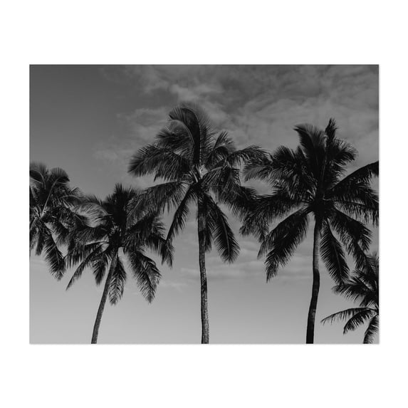 Hawaiian Palms - Hawaii Photography Black and White Palm Tree Tropical Minimalist Beach Nature Coastal Unframed Wall Art Print 30 x 40 inches