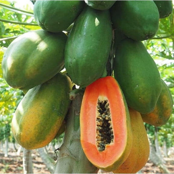 Hawaiian Papaya Live Starter Plant - 5-10" Tall - Well Rooted Tropical Fruit Tree - Sweet Papaya Plant - Easy to Grow - Ready to Plant