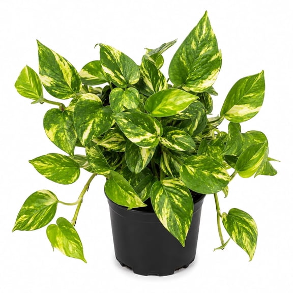 Hawaiian Pothos - 1 Live Plant in a 6 Inch Growers Pot - Epipremnum Aureum - Colorful Bold Lush Vining Houseplant